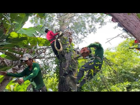 anh trọng thợ cưa hạ cây sao rất cao to # cưa ấy tập