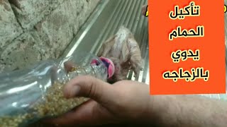 طريقة يدوية لتأكيل صغار الحمام How to bottle feeding Ababy pigeon