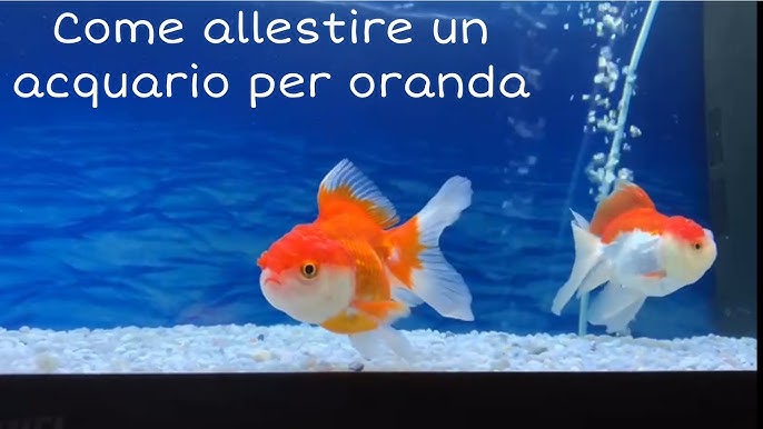 Non mettere i pesci rossi nelle bocce di vetro. - Trucchi e consigli di  vita quotidiana