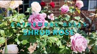 Introduction to Rose Varieties：French Rose Cathedral Bells | Shrub Rose | Rosa