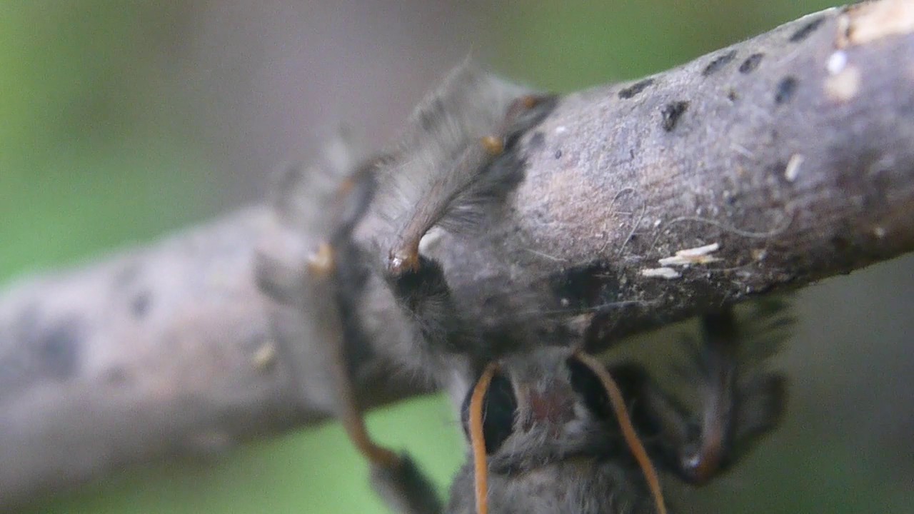 ブルーベリーにつく虫のまとめ