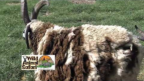 Wild Animal Wednesday: Jacob Sheep