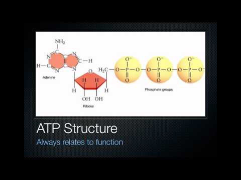 What Is Energy Coupling In Biology