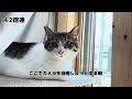 【保護猫】大騒ぎのリビングで一匹だけ悟り開いてる