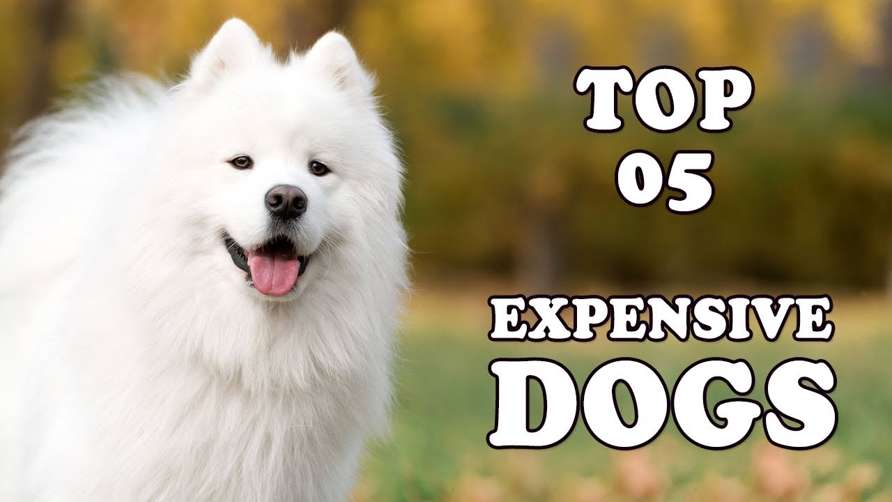 top 5 most expensive dogs
