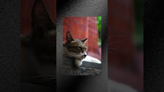Meike Air 25mm F1.7 📸 | Flowers, Cats & Everyday Photo Walks