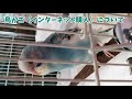 16鳥かご完成/移動