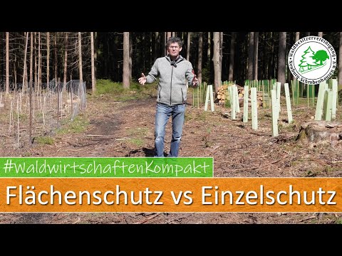 Video: Baumschutz während der Bauphase: Tipps zum Schutz von Bäumen in Bauzonen