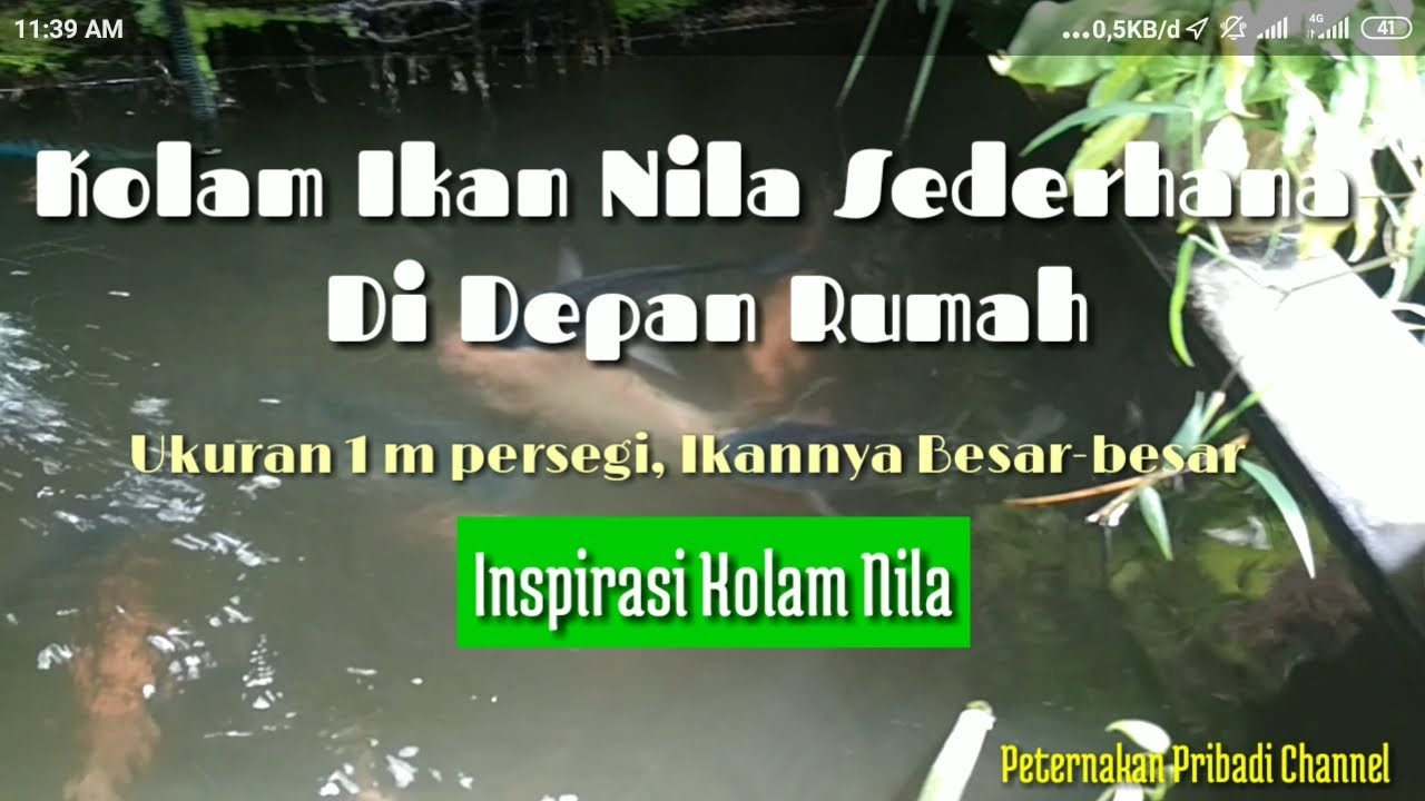 Inspirasi Kolam Ikan Nila Di Depan Rumah Budidaya Ikan Nila YouTube