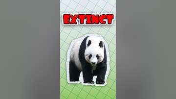 THE DUMB REASON PANDAS ARE DYING