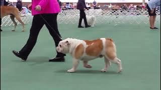 2024 Canine Museum AM Show - Non Sporting Dogs