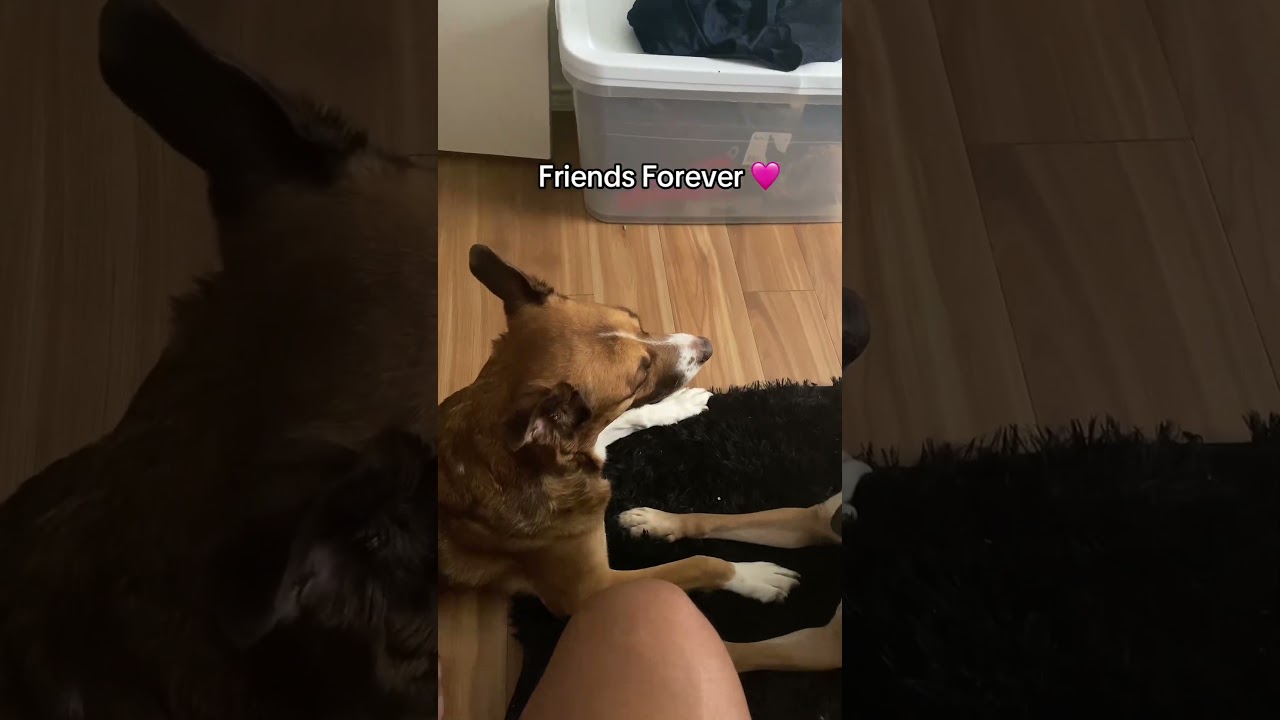 Friends Forever 🩷Follow @PrincessAnjanee 😎