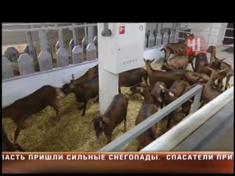 Сырные козы Сырные козы