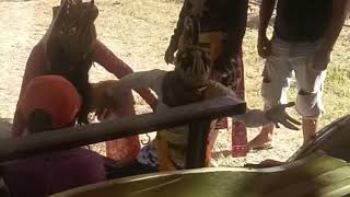 Kesenian tradisional Jatilan Junjung Drajat Budoyo sentolo kulonprogo DIY