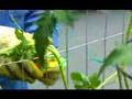 Garden Girl TV: Vertical Gardening Two