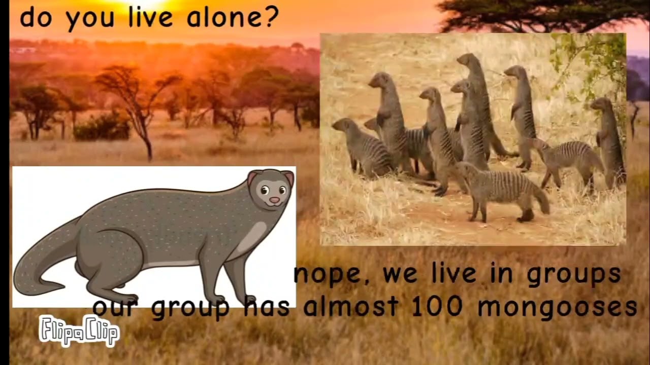 Meet the Animals 271: Mongoose