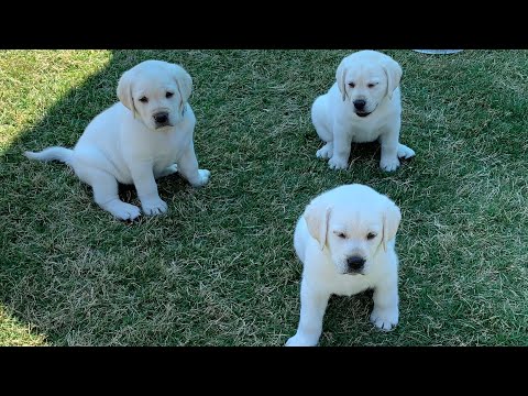 GREAT ESCAPE! Adorable Lab Puppies Play Outside