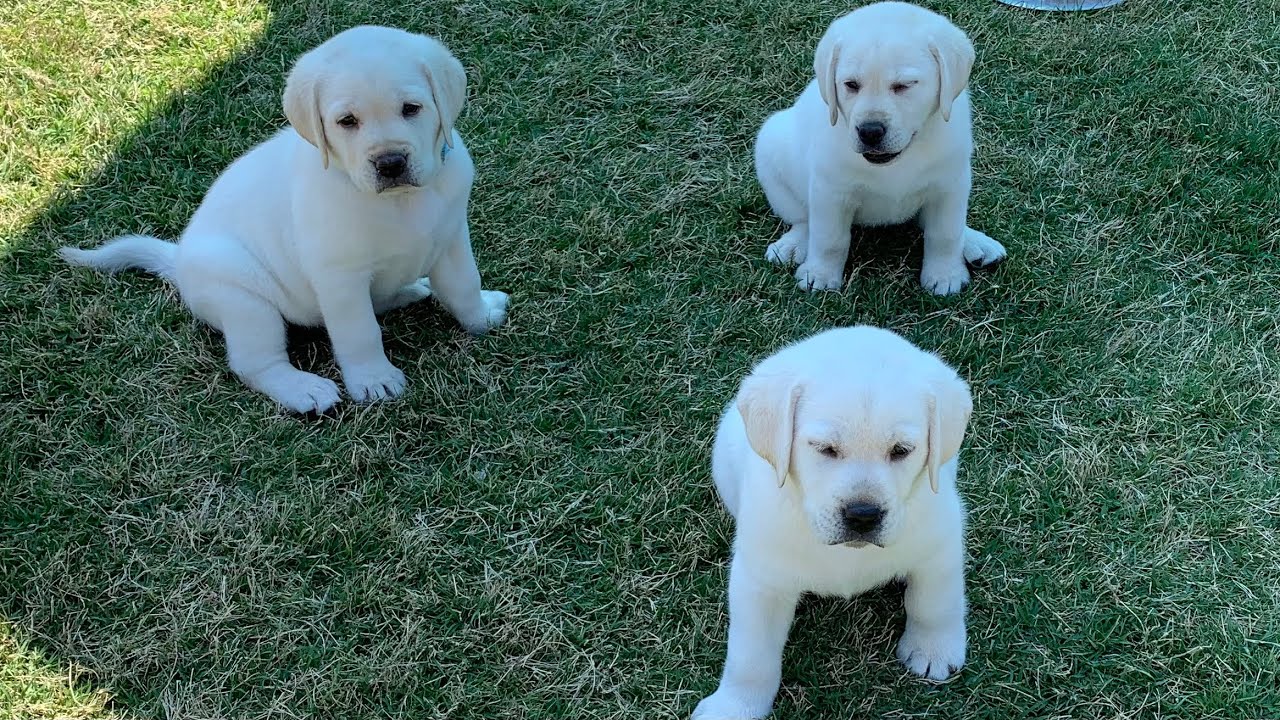 GREAT ESCAPE Adorable Lab Puppies Play Outside