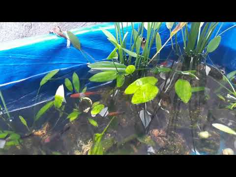 Video cá cảnh thủy sinh thùng xốp đơn giản ngoài trời. - youtube