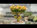 Толстянка (Crassula) - доступный суккулент для новичка