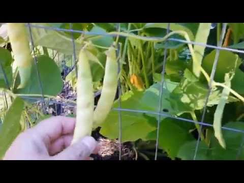 Confused about Pole Beans vs Bush Beans? Here's What I've Learned So Far...