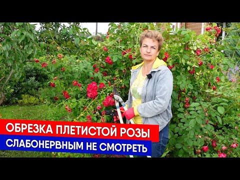 Обрезка плетистой розы - слабонервным не смотреть