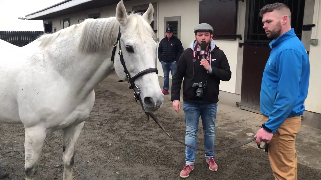 Irish Stallion Trail Yeomanstown Stud Dark Angel YouTube