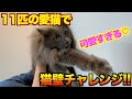 【11匹の猫で挑戦】賢い猫は手で壁を押し返せるらしいので試したみた！！！