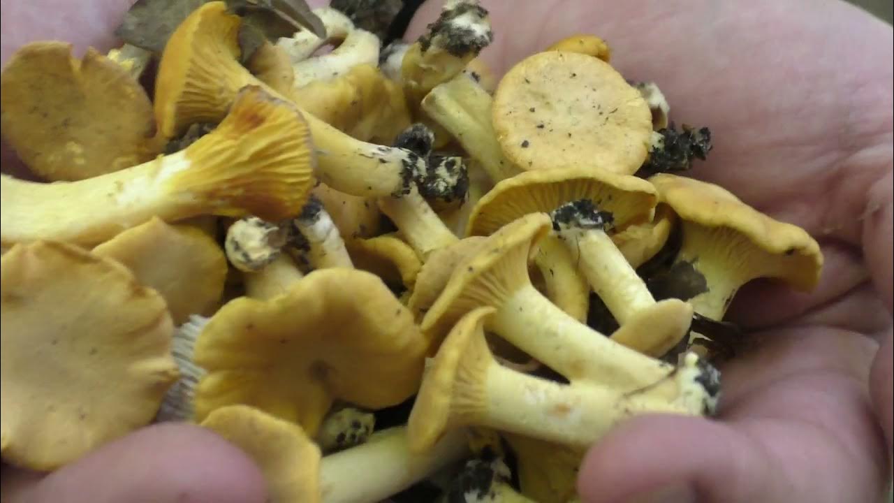 Черви в лисичках. Бывают ли лисички червивыми грибы. Лисички паразиты. Грибы лисички черви. Черви в лисичках.