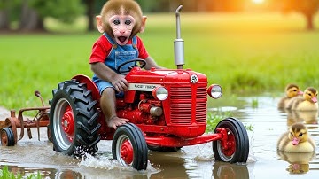 Monkey NaNa drives tractor and challenging plowing journey - NANA MONKEY LIFE