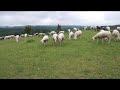 White polled heath sheep breed