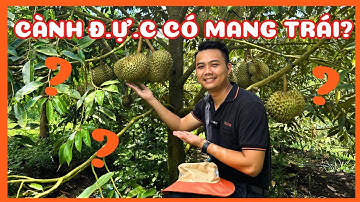 |Phân biệt cành đ.ự.c và cành c.á.i trên sầu riêng như thế nào? Cành đ.ự.c có mang trái h.i.ệ.u quả?