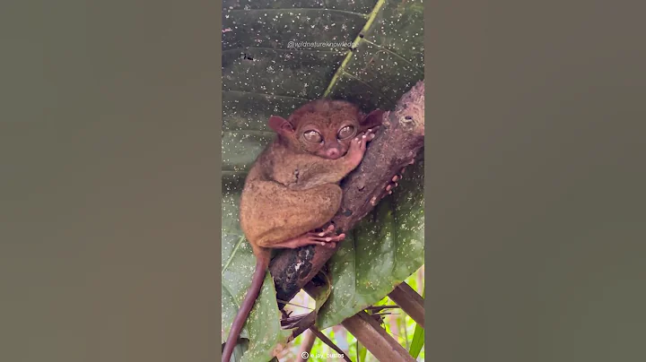 Philippine Tarsier | One of the World's Smallest Primates