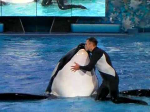 Believe Sea World Tilikum Youtube