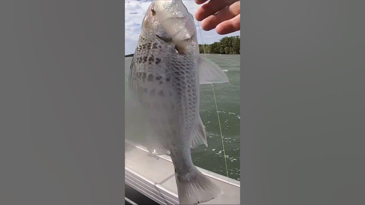 last-grunter-javelin-fish-bacoco-we-caught-n-our-fishing-trip-youtube