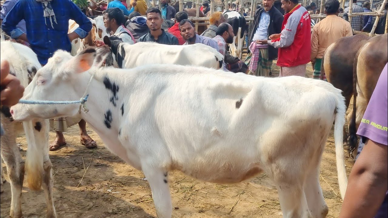 @আজ ৬ ফেব্রুয়ারী ২৬ | ফ্রিজিয়ান বকনা বাছুর গরুর দাম | আমবাড়ি হাট | দিনাজপুর 