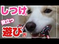 犬のしつけに役立つ　犬との楽しい遊び方！