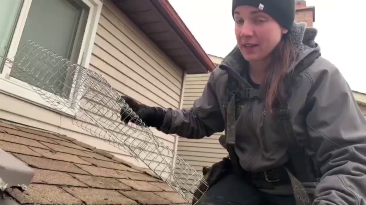 removing squirrels from house