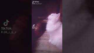 حالات واتس قطط كيوت  القطة كوشي ❤🐈