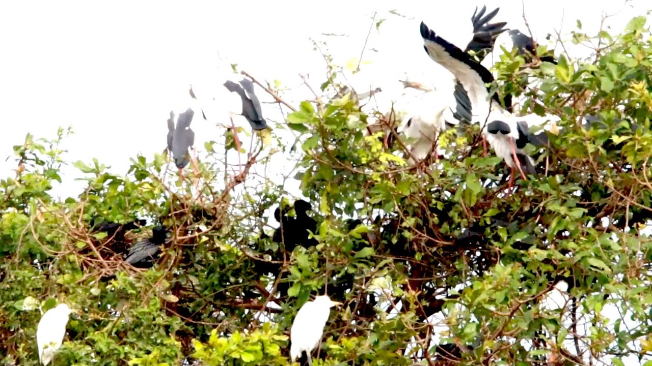 Land area soil for crane bird live here alot