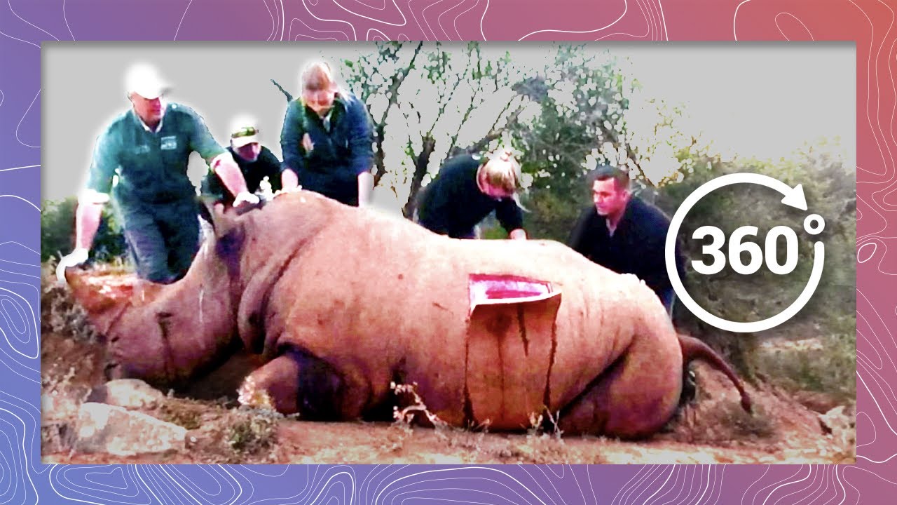 Wildlife Vets Perform Autopsy On Poached Rhino | Wildlife In 360 VR