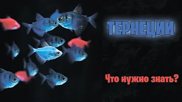 ТЕРНЕЦИЯ Glofish - Что нужно знать? - аквариумистика