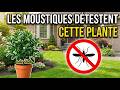 N'Achetez Plus Jamais De Répulsif — Voici Pourquoi L'Industrie Chimique A Enterré Ces 10 Plantes