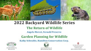 Backyard Wildlife Series Part 1: The return of wildlife & planning a wildlife garden