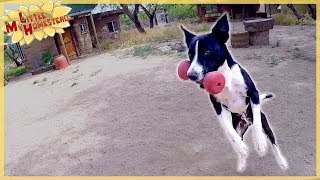 After receiving the news that our pug, gizbert, died from parvo, we
find a solution to stop spread other dogs. here is story. hope that...