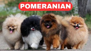 Pomeranian  |  5 Characteristics and Care