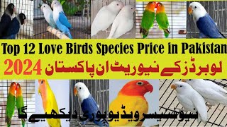 Top 12 Love Birds Species Price in Pakistan 2024 لو برڈز کے نئے ریٹ ان پاکستان  #pets #birds #pet