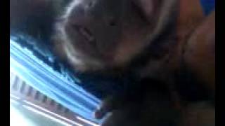 Macakinho Chico De Caxias-Ma