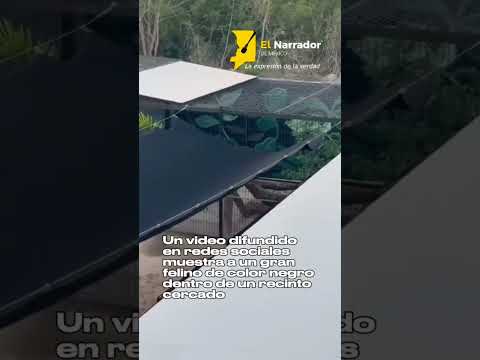 🚨🐾 ¡Captan a un misterioso felino negro! #panteranegra #noticias #mexico
