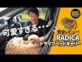 【癒し回】超絶かわいいワンちゃんと一緒に話題のRADICAのドッグベッドをレビューしてみた